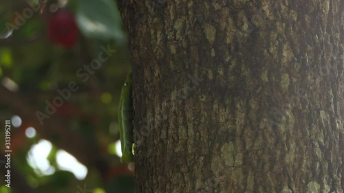 A green worm walks up to a tree.