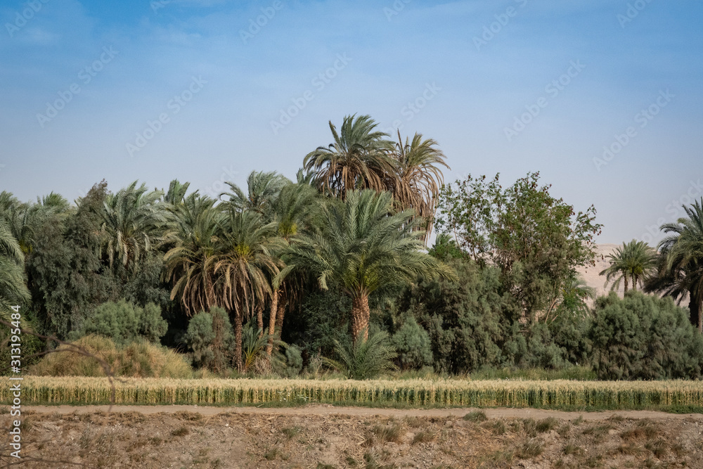 Fototapeta premium A Nile river shore view
