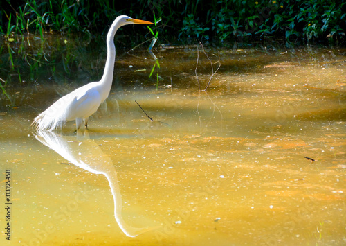 Canvastavla white heron