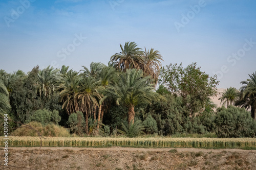 Wallpaper Mural A Nile river shore view Torontodigital.ca