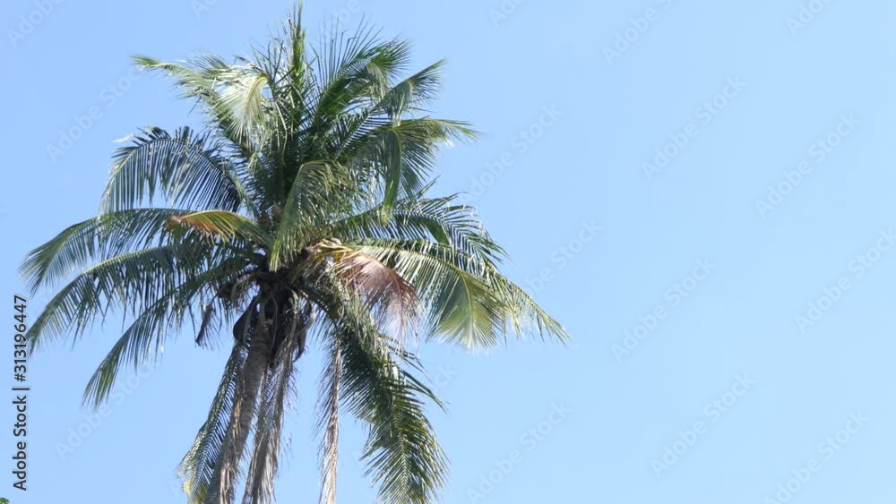 Wind gently blowing through Coconut Palm Tree.4k Wind gently blowing through Coconut Palm Tree.4k