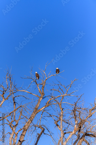 Lagerman Eagles photo