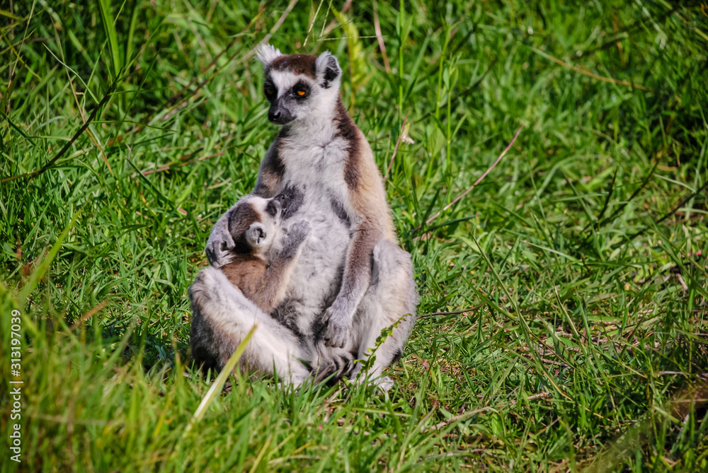 Baby Ring tailed Lemur Nursing