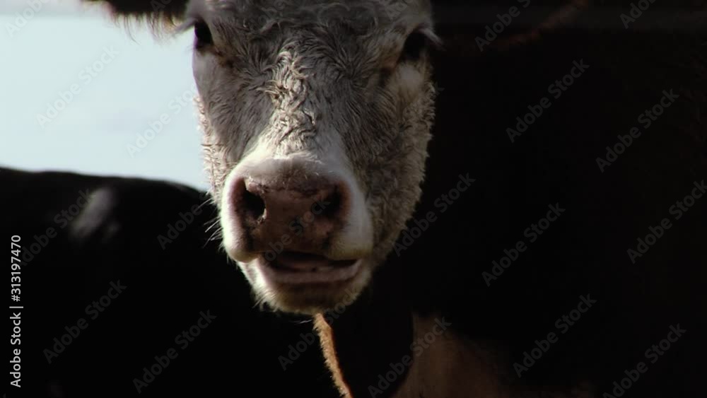 Lovely Cow Grazing and Looking at Camera while Standing on Pasture in Argentina. Close Up. Lovely Cow Grazing and Looking at Camera while Standing on Pasture in Argentina. Close Up.