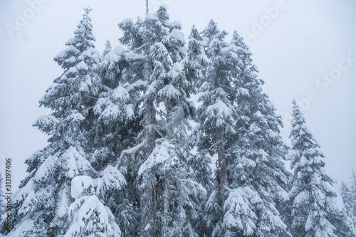 thick snow covered pine tree forest under overcast sky on a snowy day