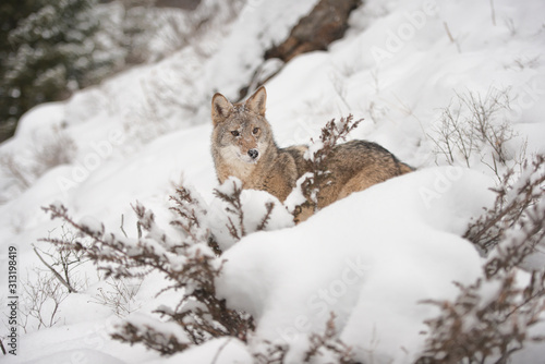 Lone Coyote on a snowy hillside