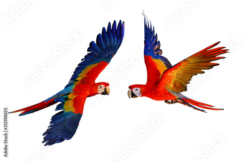 Scarlet macaw parrot isolated on white background. photo