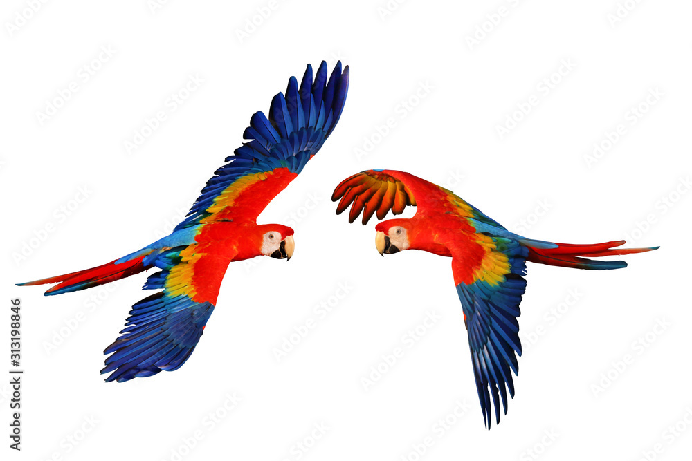 Fototapeta premium Scarlet macaw parrot isolated on white background.