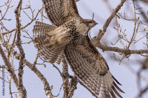 Juvenile Hawk in Flight