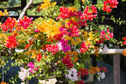 Fototapeta Naklejka Na Ścianę i Meble -  Bougainvillea flowers. Colorful bougainvillea flowers.