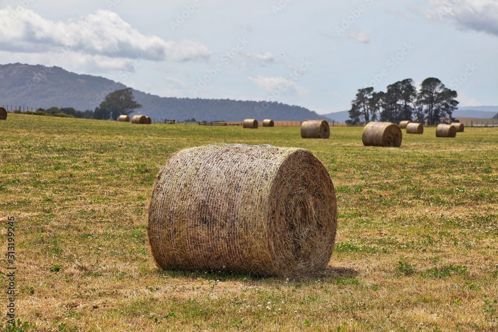 Hay bales on farm in central Tasmania, Australia