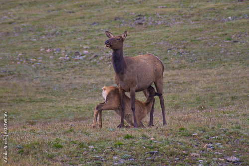 Elk Mother and Calf