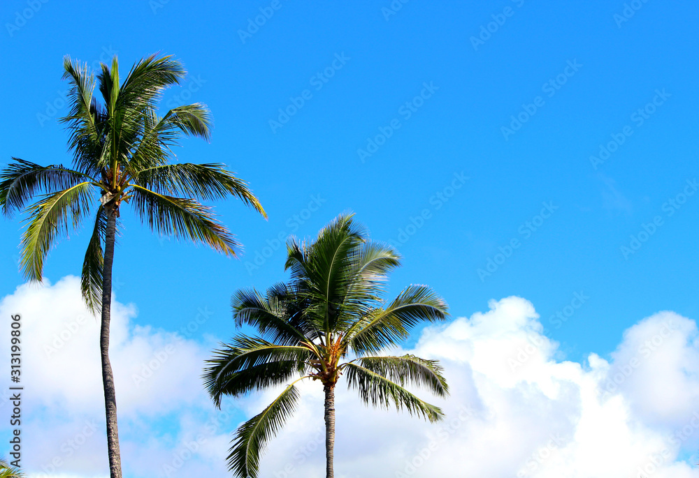 palm tree and blue sky in Hawaii