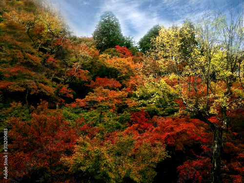 closeup and crop colorful landscape maple trees in Kyoto