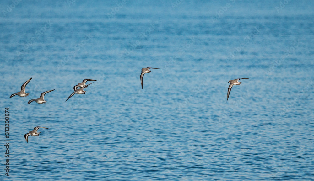 small flock of sanderlings flew over blue ocean on a sunny day near the cost 