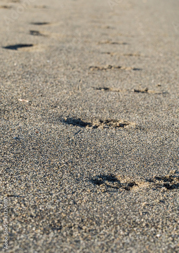 a trail of footprints on the sandy beach on a sunny day