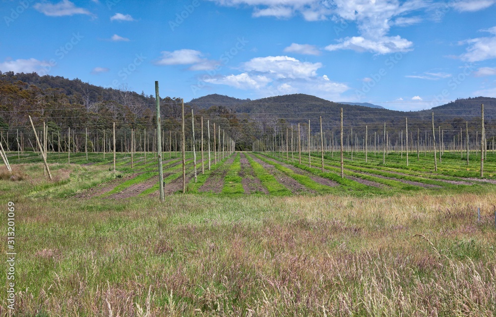 Agricultural fields as seen near Derby, Tasmania.
