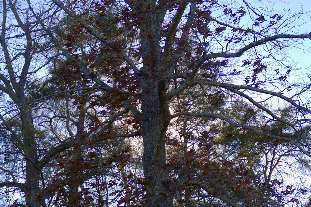 Fototapeta premium January afternoon