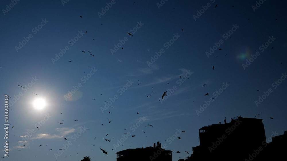 birds flock silhouettes fly high in evening sky against urban buildings and amazing sun shining disk