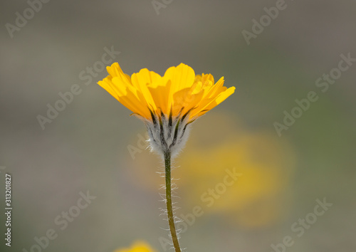 Desert Wildflowers blooming in the Anza Borrego Desert  the largest state park in California