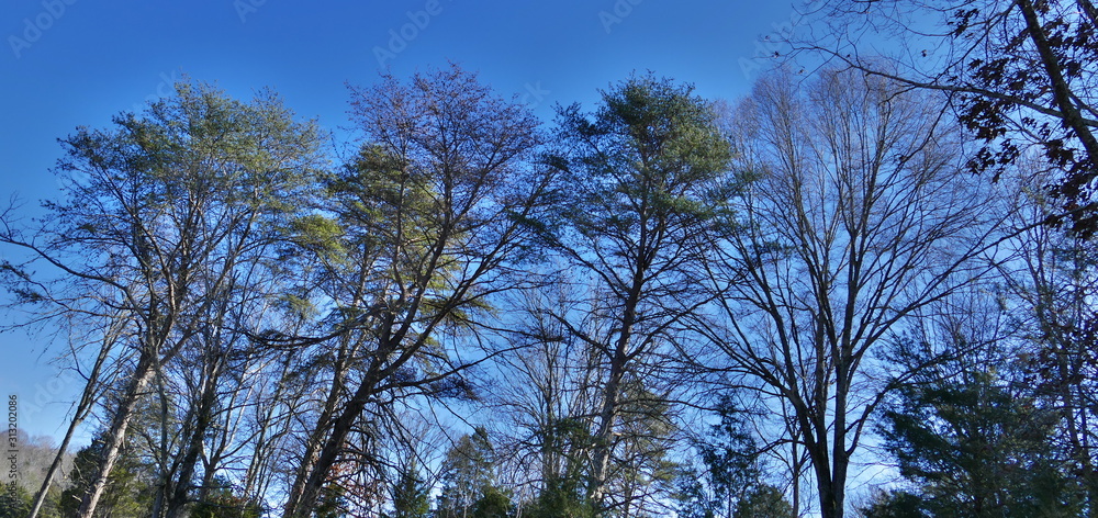 Fototapeta premium pine front