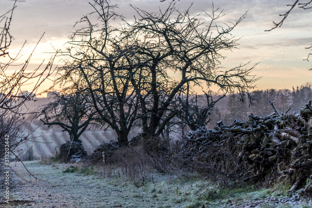 Fototapeta premium Gestapeltes Holz an einem Wintermorgen