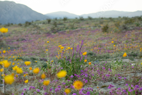 Desert Wildflowers blooming in the Anza Borrego Desert, the largest state park in California photo