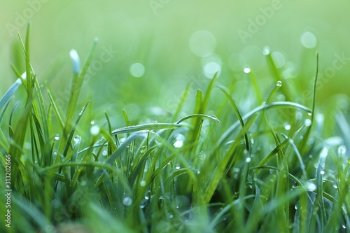 Fotomurale Grass in the dew