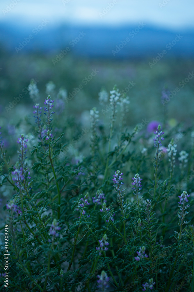 Desert Wildflowers blooming in the Anza Borrego Desert, the largest state park in California Desert Wildflowers blooming in the Anza Borrego Desert, the largest state park in California