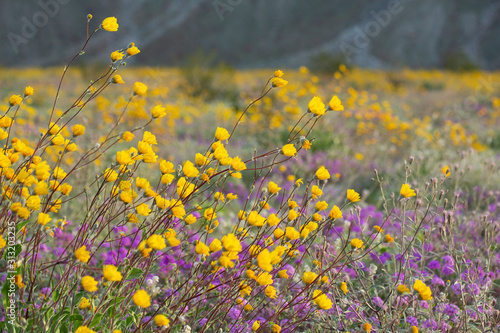 Bild auf Leinwand Desert Wildflowers blooming in the Anza Borrego Desert, the largest state park i