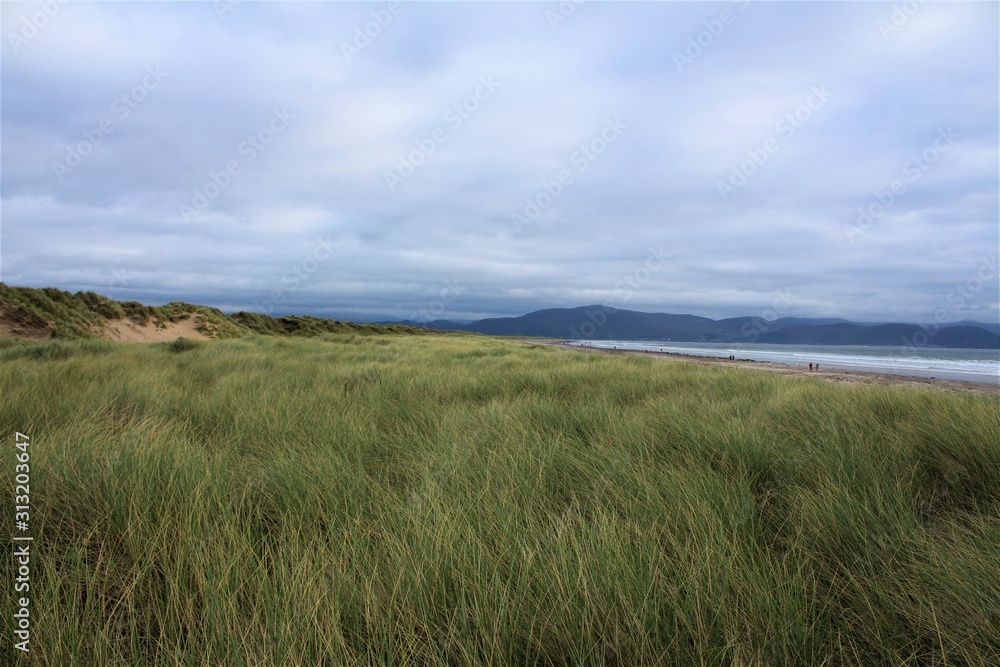 Inch Beach at the Beginning of the Dingle Peninsula. Lots of grass in the front an the beach in the background Inch Beach at the Beginning of the Dingle Peninsula. Lots of grass in the front an the beach in the background
