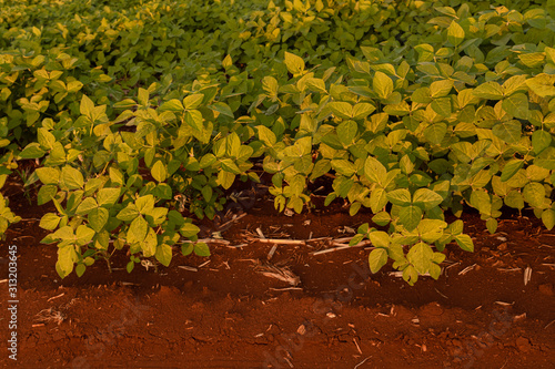 Obraz na plátně PLANTAÇÃO DE SOJA NA AGRICULTURA DE UMA CIDADE DO INTERIOR DO PARANA