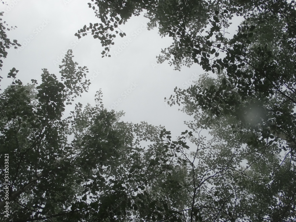 trees in the fog
