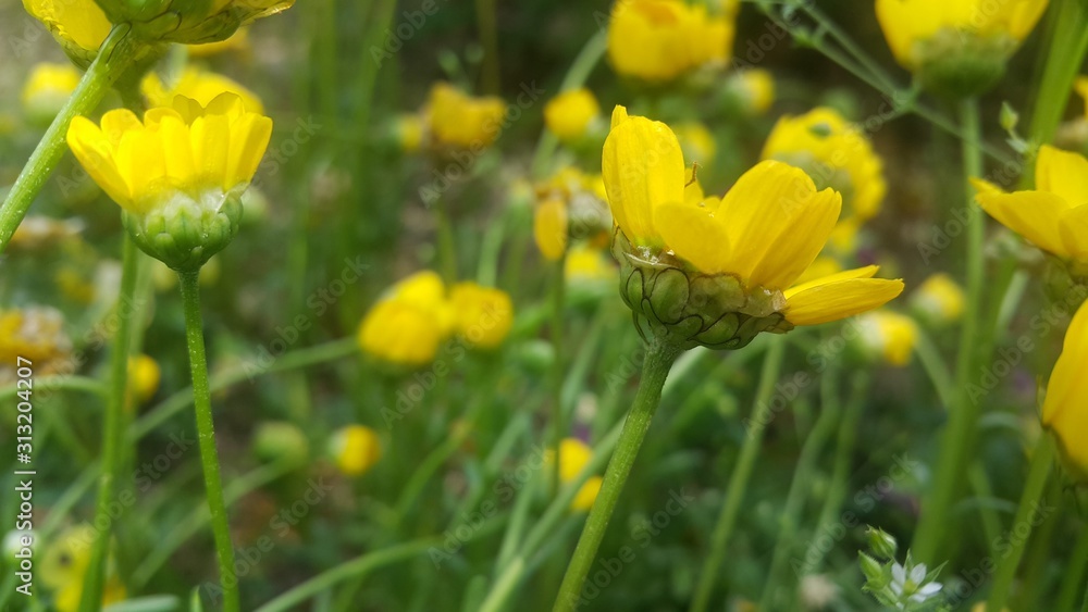 Closeup view of lovely yellow flower against a green leaves background