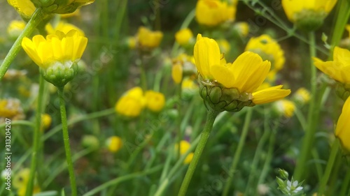 Closeup view of lovely yellow flower against a green leaves background