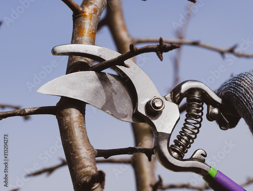 Pruning pear branches pruners.