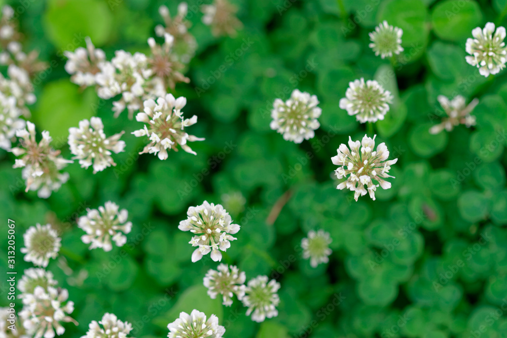 White clover flower with leaf White clover flower with leaf