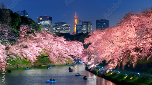 фотографія Cherry blossoms at Chidorigafuchi park in Tokyo, Japan.