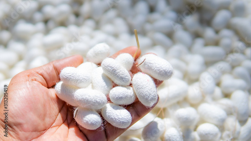 Silk cocoon in the silk farm