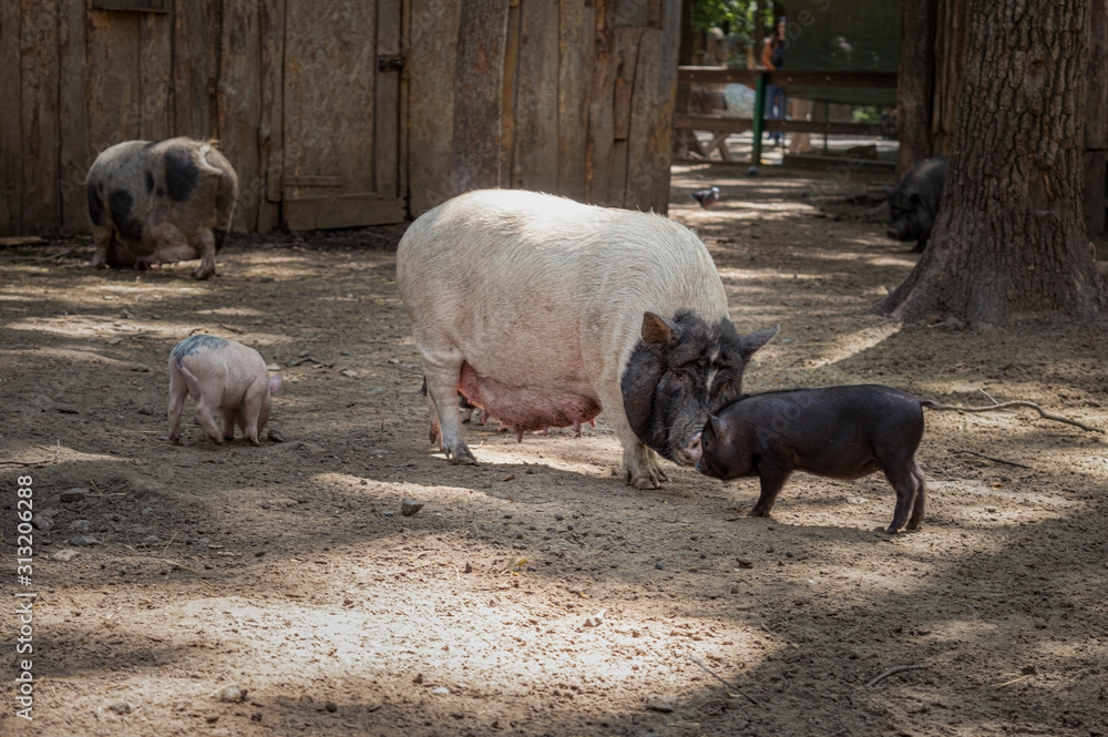 pig in farm pig in farm