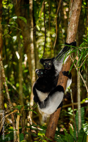 Принти на полотні Indri mother with baby at Pangalanes Lakes in Madagascar
