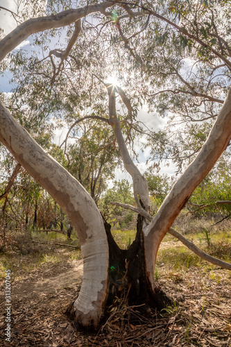 Open woodland in Sydney's winter.