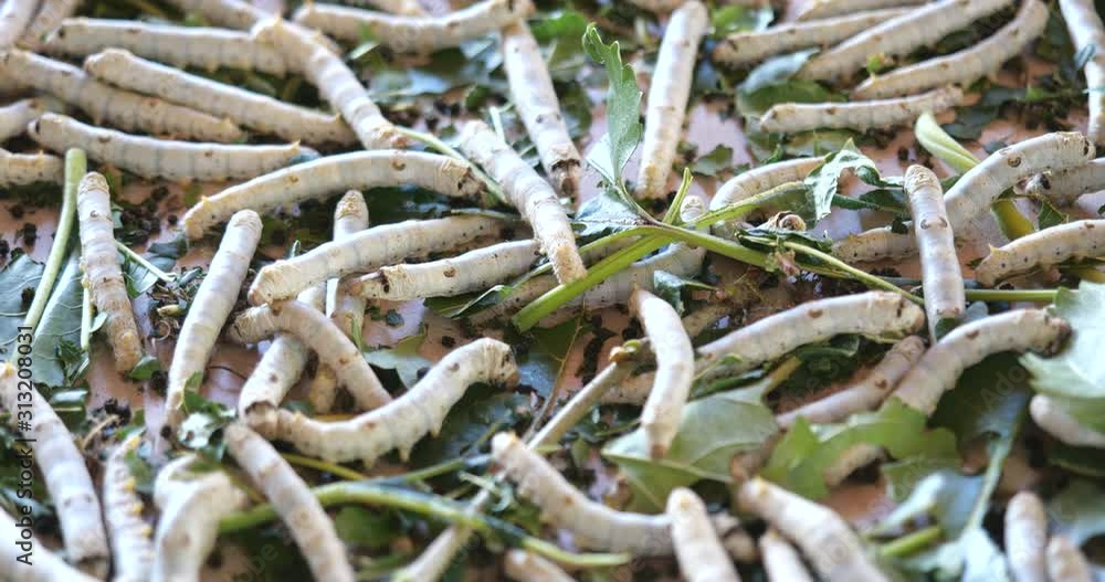 Close-up of silkworm is feeding with mulberry leaves in the basket. Silk worm culture of Thailand Close-up of silkworm is feeding with mulberry leaves in the basket. Silk worm culture of Thailand