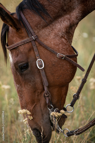 Grazing Horse