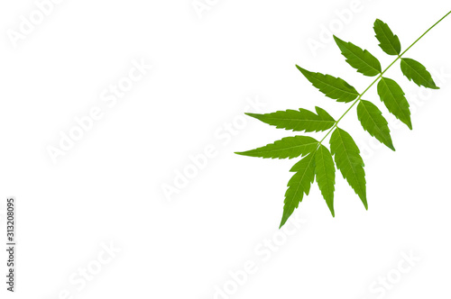 Medicinal neem leaf isolated on white background. Green leaf in South East Asia. Azadirachta indica var. siamensis valeton.