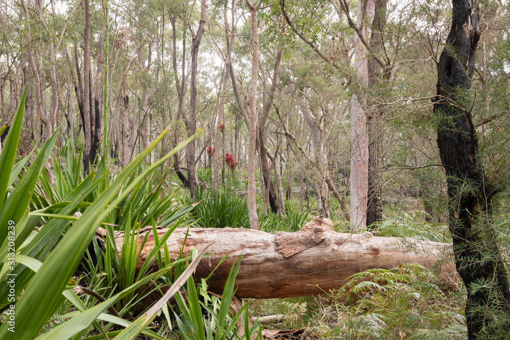 Open woodland in Sydney's winter.