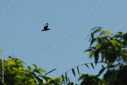 Halcyon cyanoventris bird flying on the sky photo