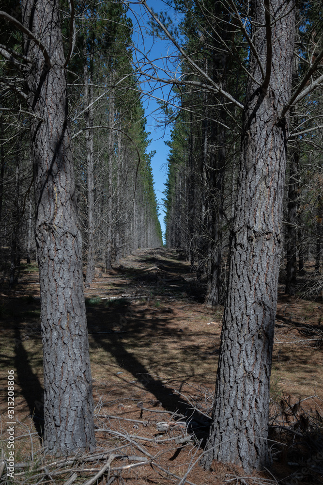 Tall pine trees in the Belanglo State Forest about 150km south-west of Sydney, Australia.