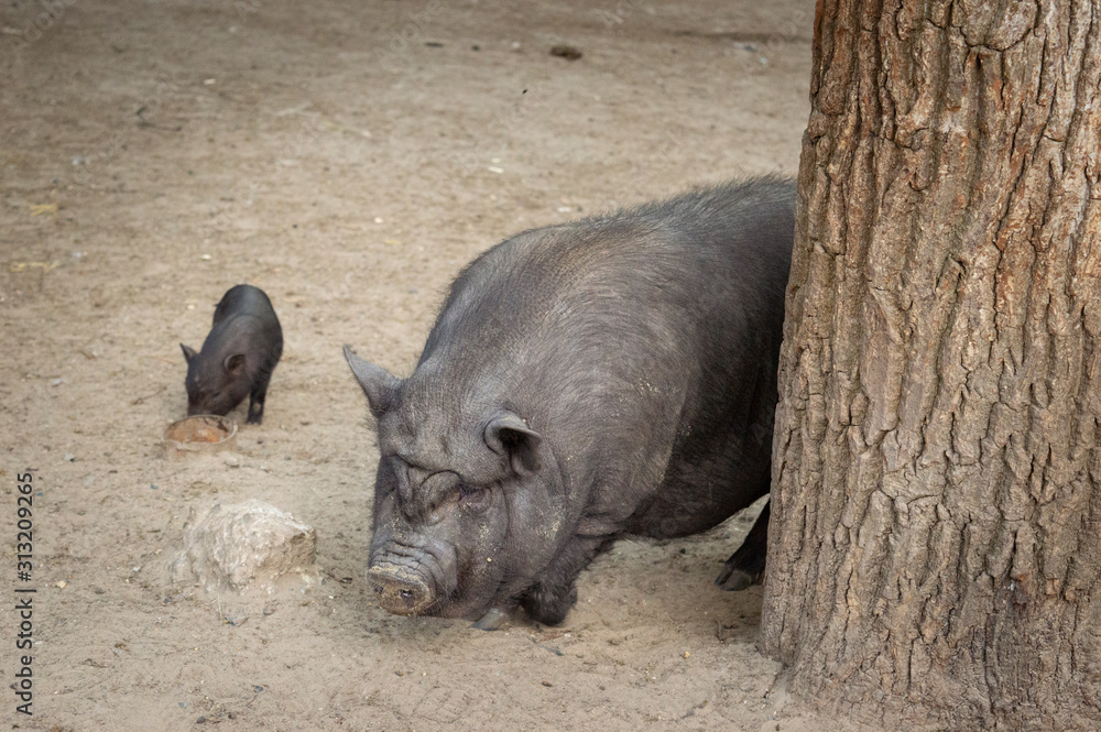 Fototapeta premium mother and baby pig
