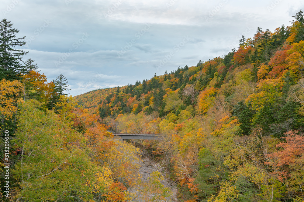 Autumn season mountain falling tree with bridge crossing river, Hokkaido Japan natural landscape